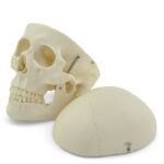 Kolju mudel - Image 2