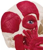 Kolju lihastega - Image 2