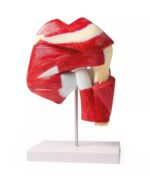 Õla mudel süvalihastega - Image 3