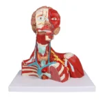 Pea-, kaela- ja rindkerelihased, 2-osaline mudel