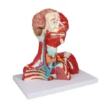 Pea-, kaela- ja rindkerelihased, 2-osaline mudel - Image 2