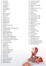 Pea-, kaela- ja rindkerelihased, 2-osaline mudel - Image 8