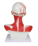 Pea-, kaela- ja rindkerelihased, 1-osaline mudel - Image 6