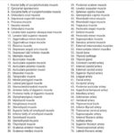 Pea-, kaela- ja rindkerelihased, 1-osaline mudel - Image 7