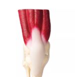 Põlveliigese mudel lihastega, elusuuruses - Image 4