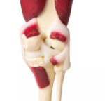 Põlveliigese mudel lihastega, elusuuruses - Image 5