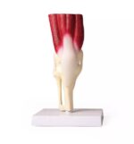 Põlveliigese mudel lihastega, elusuuruses - Image 6