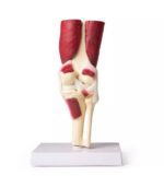 Põlveliigese mudel lihastega, elusuuruses - Image 7