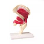 Puusaliigese mudel lihastega, elusuuruses - Image 3