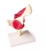 Puusaliigese mudel lihastega, elusuuruses - Image 4