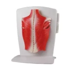 Seljalihase mudel, 4-osaline