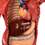 Inimese mudel elusuuruses - Image 4